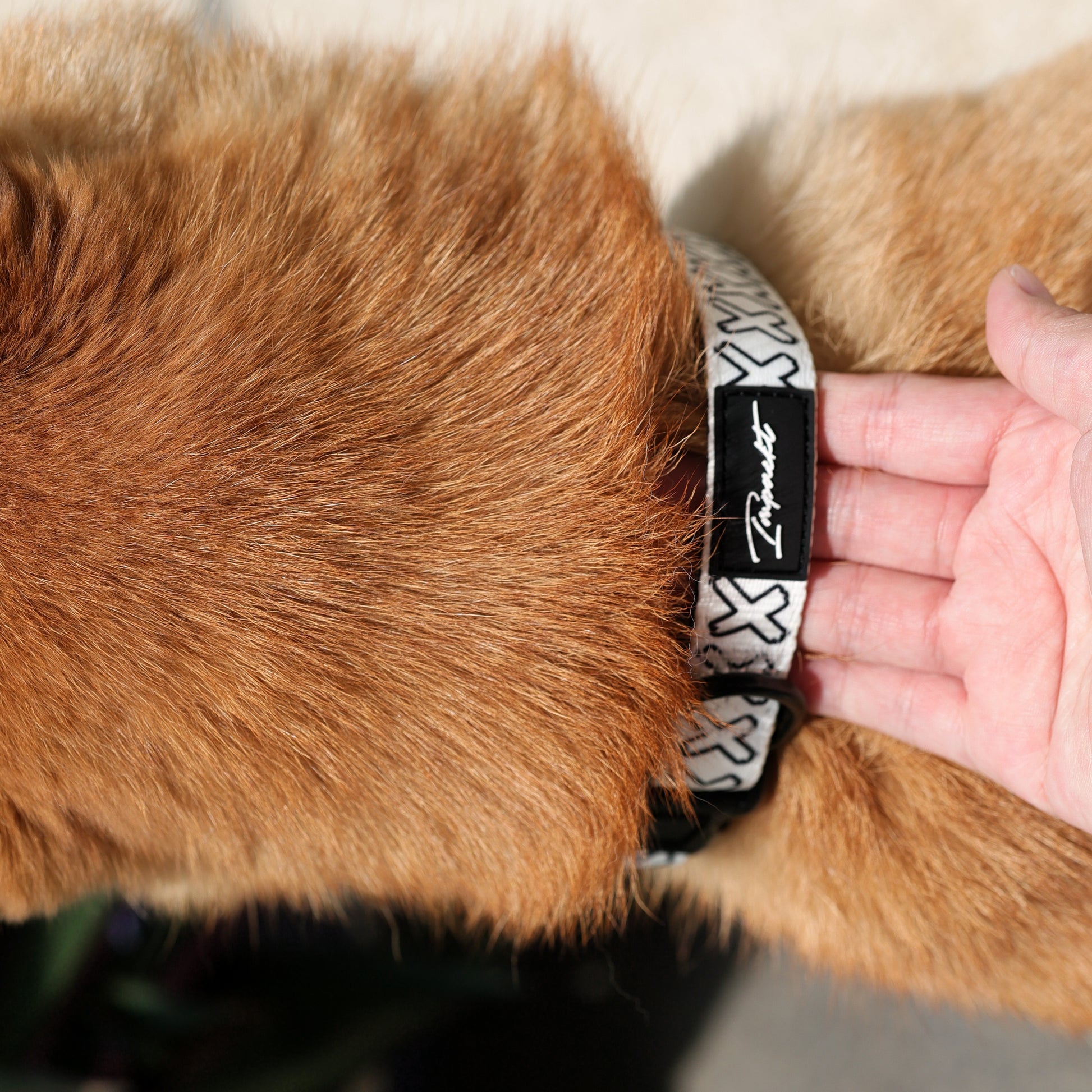 IMPACKT Pet Collar & Bandanna Bundle