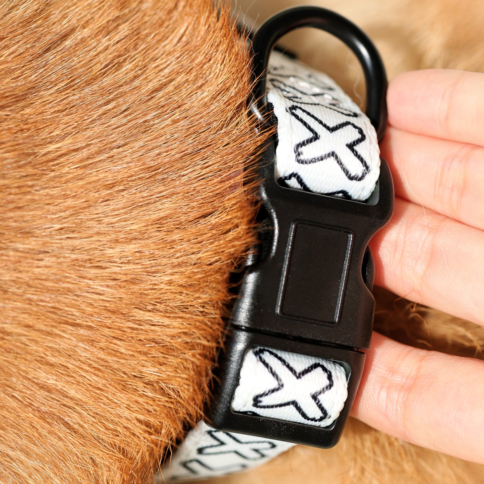 IMPACKT Pet Collar & Bandanna Bundle